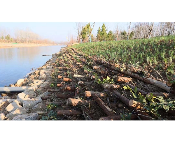 南四湖流域丰沛运河生态修复提升项目