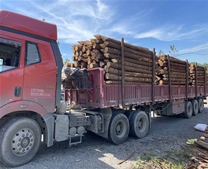 杉木桩装车 (4)